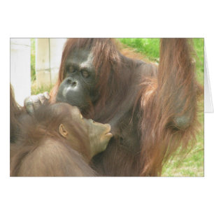Orangutan Breastfeeding
