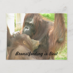 Orangutan Breastfeeding Postcard