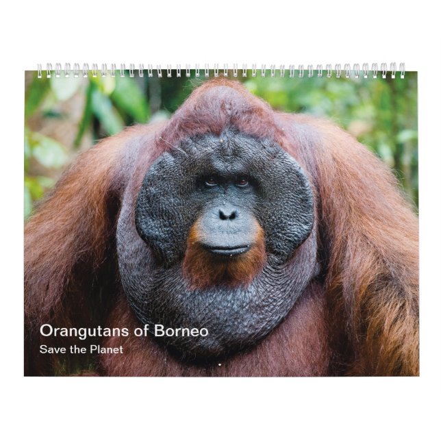 Orangutan calendar (Cover)