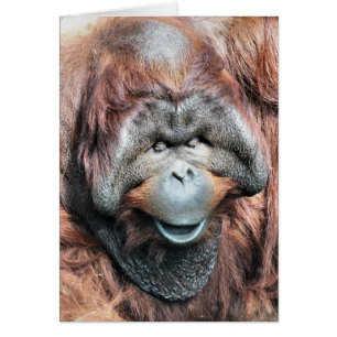 ORANGUTAN card