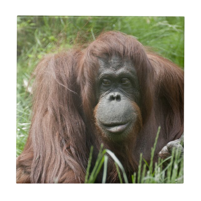Orangutan Ceramic Tile (Front)