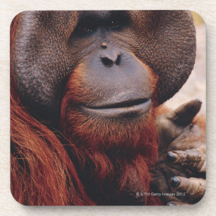 Orangutan Coaster