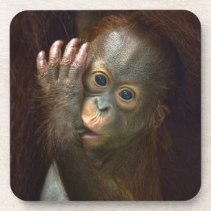 Orangutan Coaster
