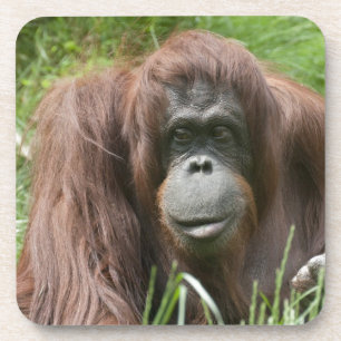 Orangutan Coaster