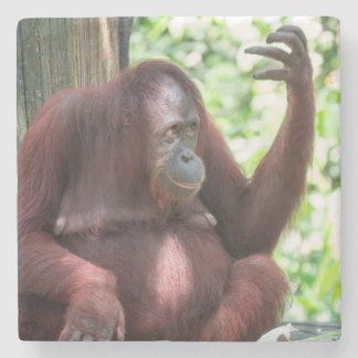 Orangutan Contemplation  Stone Coaster