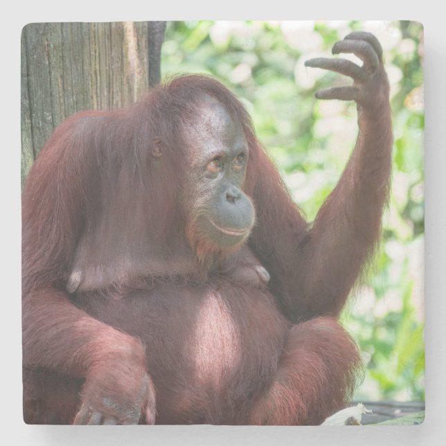 Orangutan Contemplation  Stone Coaster (Front)