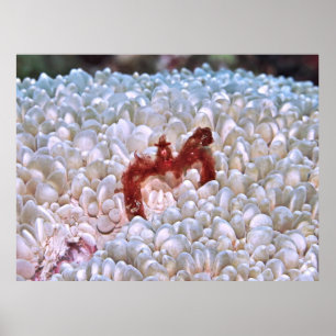 Orangutan Crab Gilis Poster