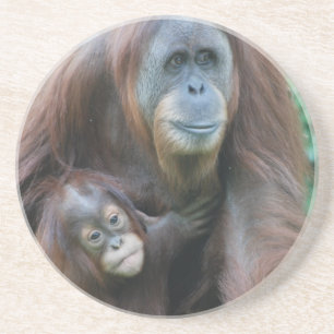 Orangutan Family Coaster