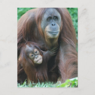 Orangutan Family  Postcard