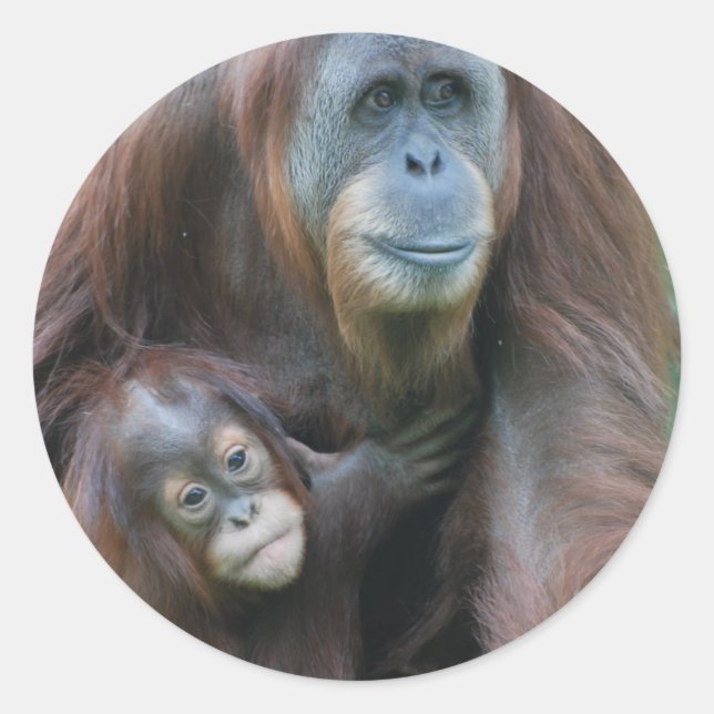 Orangutan Family  Stickers (Front)