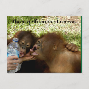Orangutan Girlfriends at Recess Postcard