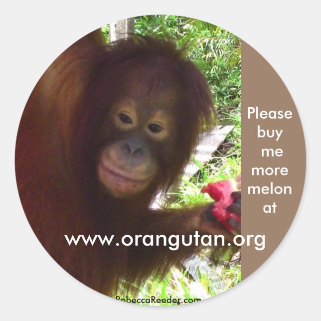 Orangutan goes Ape for Watermelon Classic Round Sticker (Front)