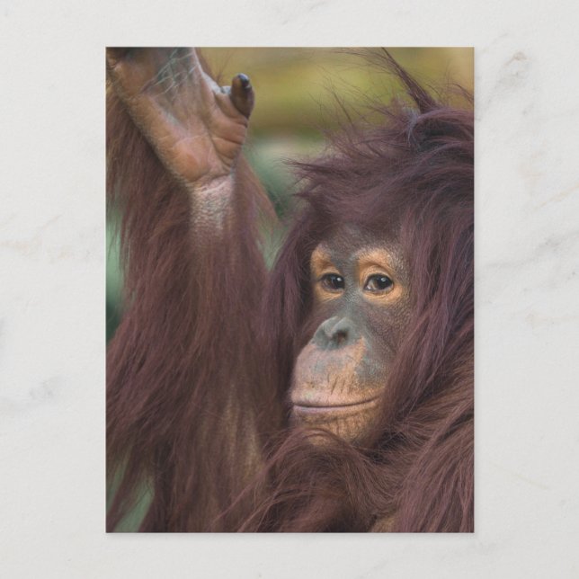 Orangutan Kayan Jigsaw Postcard (Front)
