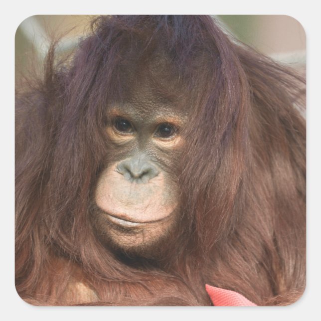 Orangutan Kayan Square Sticker (Front)