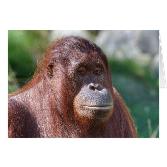 Orangutan Lady (Front Horizontal)