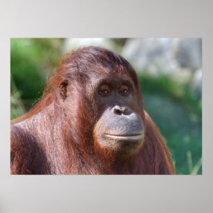 Orangutan Lady Poster