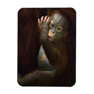 Orangutan Magnet