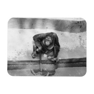 Orangutan Magnet