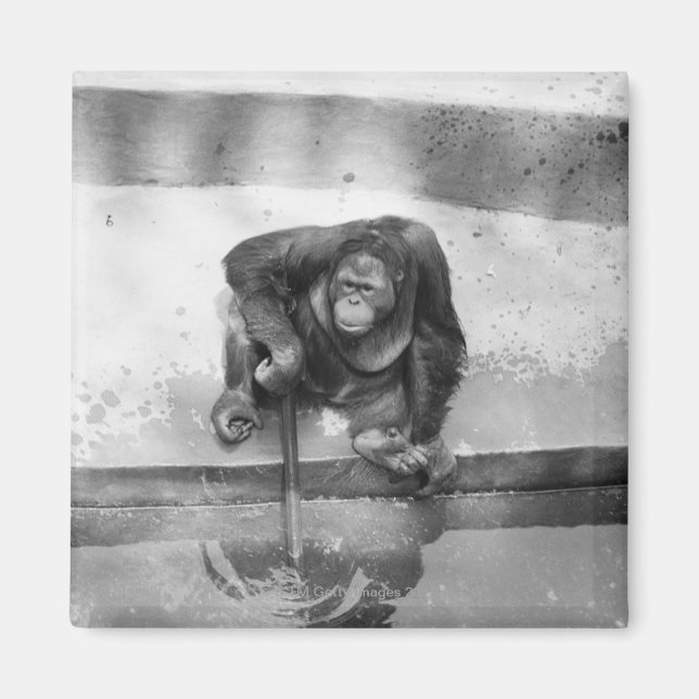 Orangutan Magnet (Front)