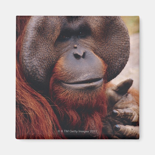Orangutan Magnet (Front)