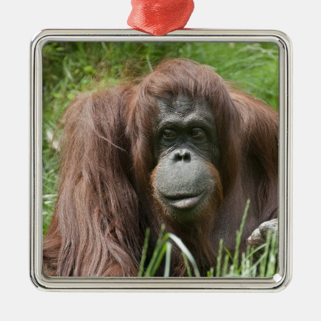 Orangutan Metal Ornament (Front)
