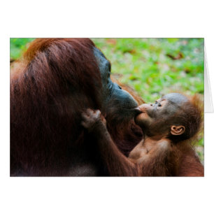 Orangutan mother and baby