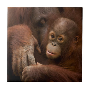 Orangutan Mother and Baby at the Zoo Ceramic Tile