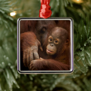 Orangutan Mother and Baby at the Zoo Metal Ornament