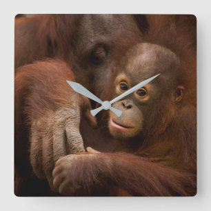 Orangutan Mother and Baby at the Zoo Square Wall Clock
