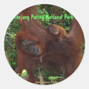 Orangutan Mother and Baby Classic Round Sticker