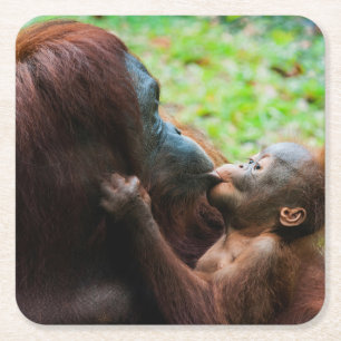 Orangutan mother and baby square paper coaster