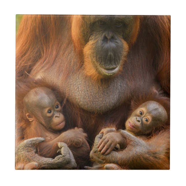 Orangutan Mother Holding Two Babies Ceramic Tile (Front)