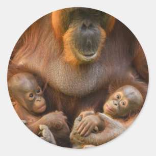 Orangutan Mother Holding Two Babies Classic Round Sticker
