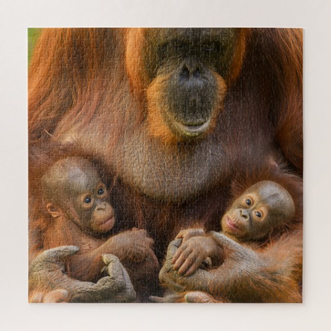 Orangutan Mother Holding Two Babies Jigsaw Puzzle (Vertical)