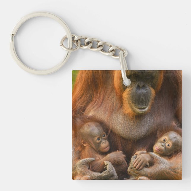Orangutan Mother Holding Two Babies Key Ring (Front)