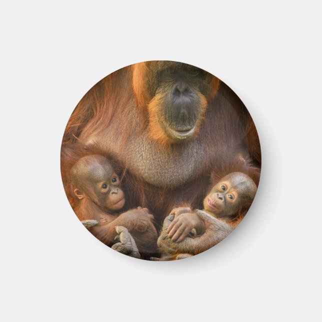 Orangutan Mother Holding Two Babies Magnet (Front)