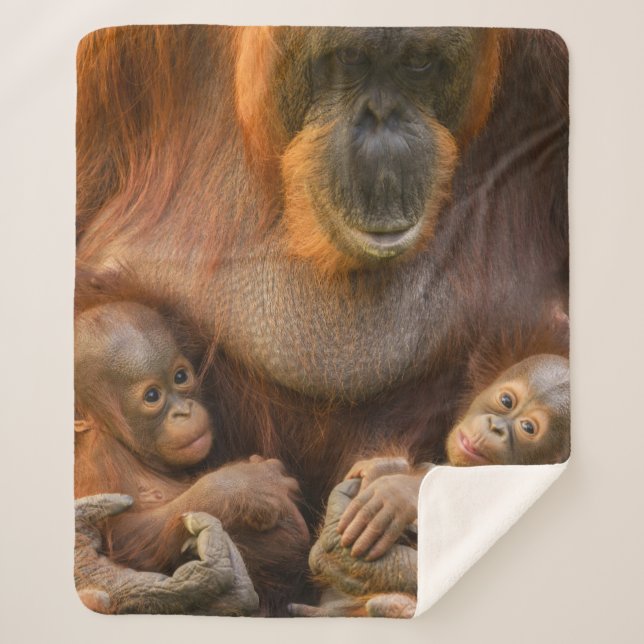 Orangutan Mother Holding Two Babies Sherpa Blanket (Front)