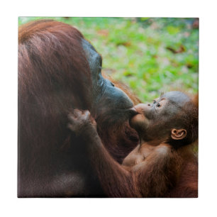Orangutan Mother with Baby Ceramic Tile