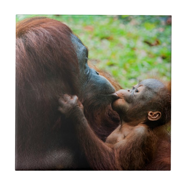 Orangutan Mother with Baby Ceramic Tile (Front)