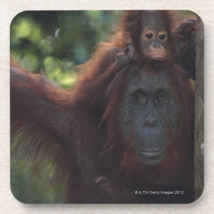 Orangutan Mother with Baby Coaster