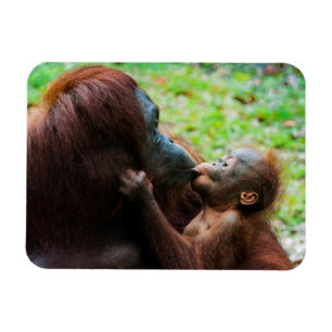 Orangutan Mother with Baby Magnet