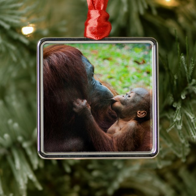 Orangutan Mother with Baby Metal Ornament (Tree)