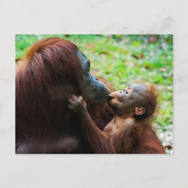 Orangutan Mother with Baby Postcard (Front)