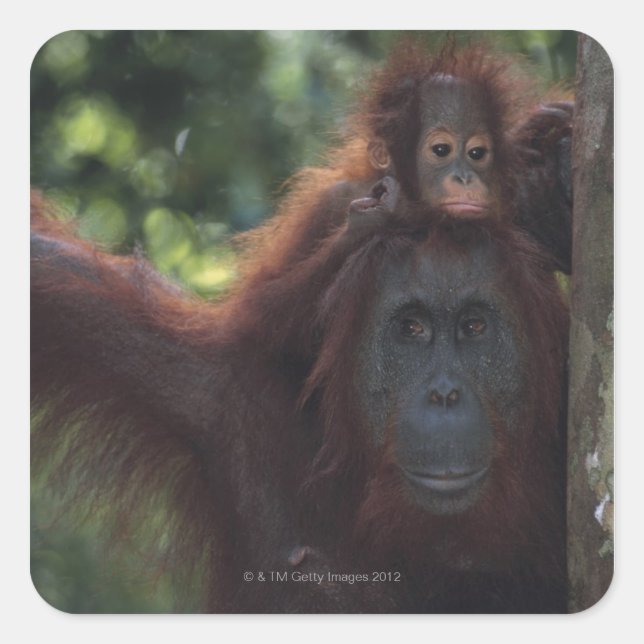 Orangutan Mother with Baby Square Sticker (Front)