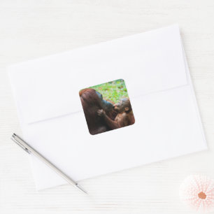 Orangutan Mother with Baby Square Sticker