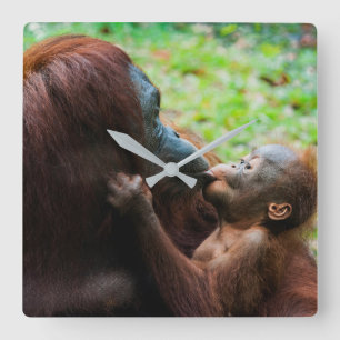 Orangutan Mother with Baby Square Wall Clock