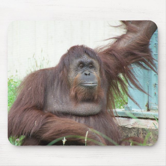 Orangutan Mousepad (Front)