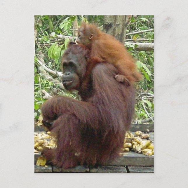 Orangutan Mum & Baby Postcard (Front)