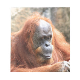 Orangutan Notepad