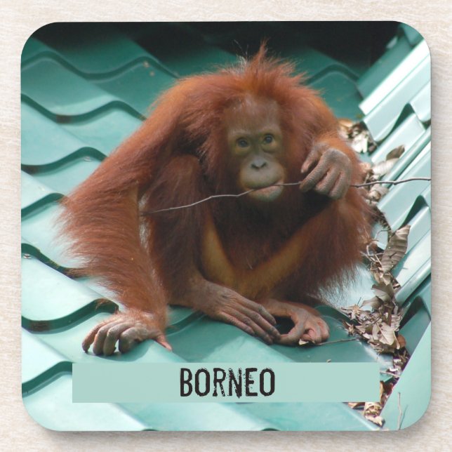 Orangutan on Roof at Sepilok in Borneo Photograph Coaster (Front)